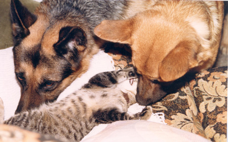 doga&sirius