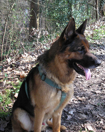 Jango